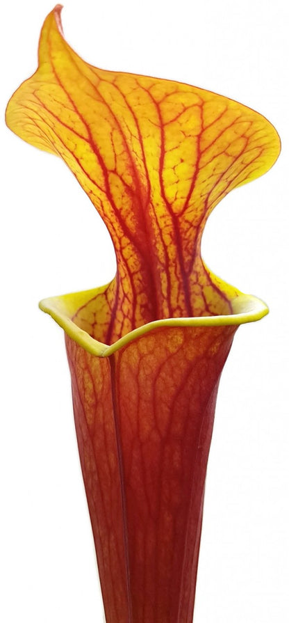 Sarracenia Flava var. Rubricorpora - &quot;Burgundy&quot; MK F26