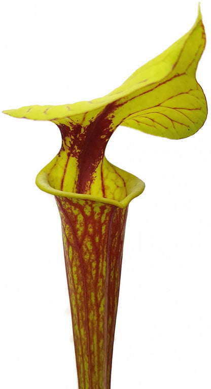 Sarracenia Flava var. Rubricorpora