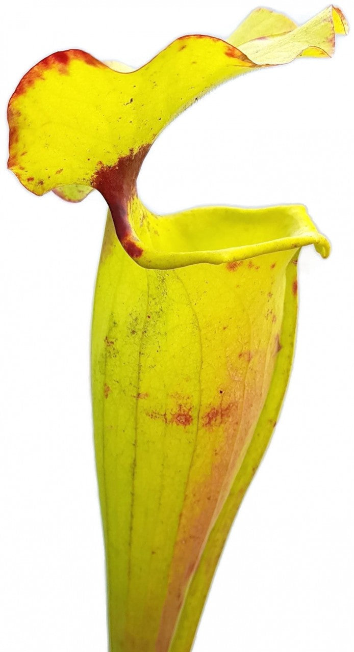 Sarracenia Flava var. Rugelii "Big Mouth"