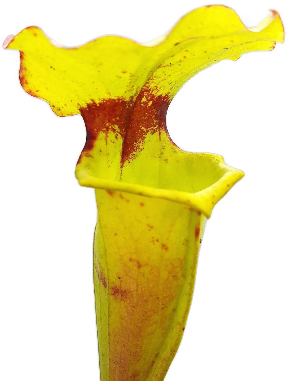 Sarracenia Flava var. Rugelii "Big Mouth"