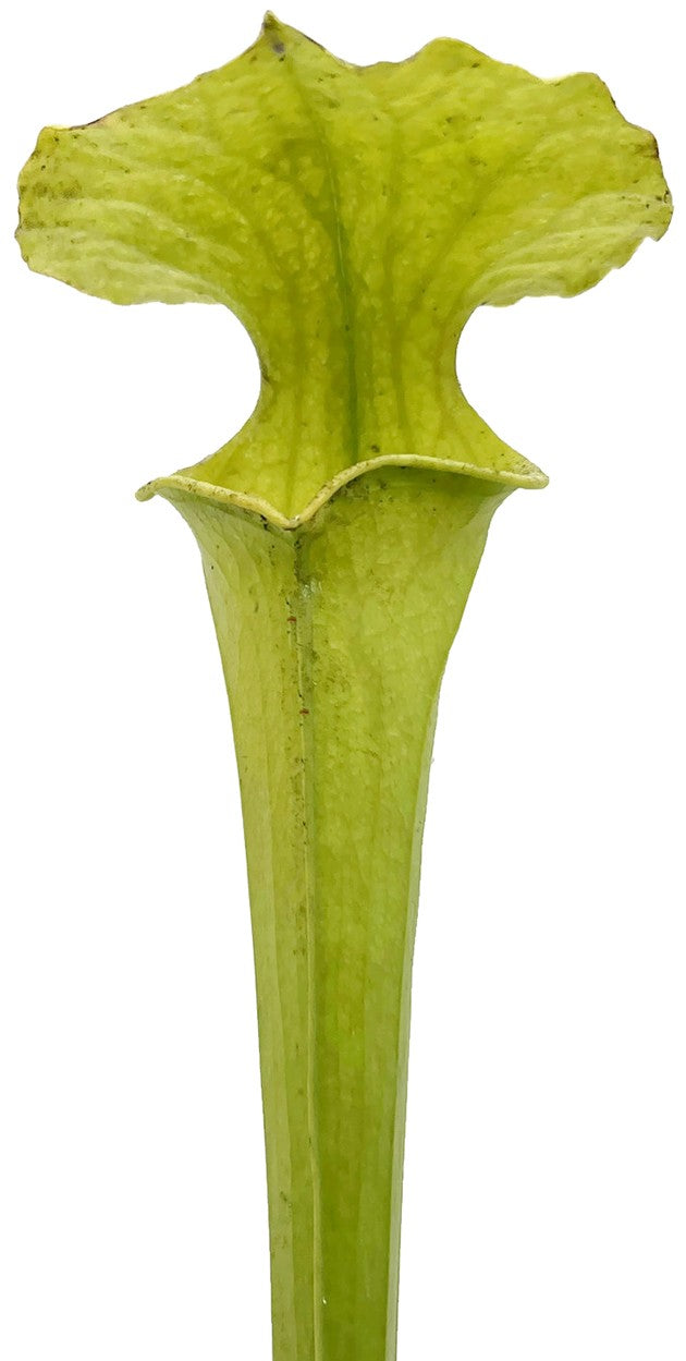 Sarracenia (Leucophylla AF X Rubra Jonesii AF) X Flava Suspiction AF