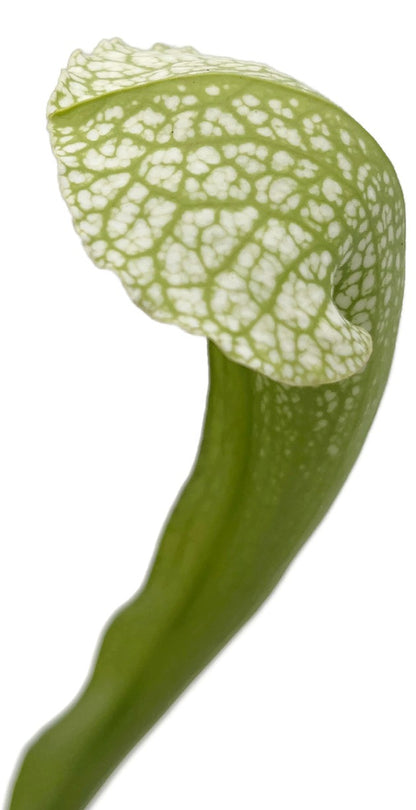 Sarracenia Leucophylla AF x Courtii AF