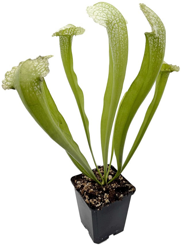 Sarracenia Leucophylla AF x Courtii AF