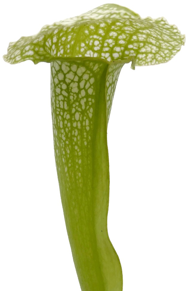 Sarracenia Leucophylla AF x Courtii AF