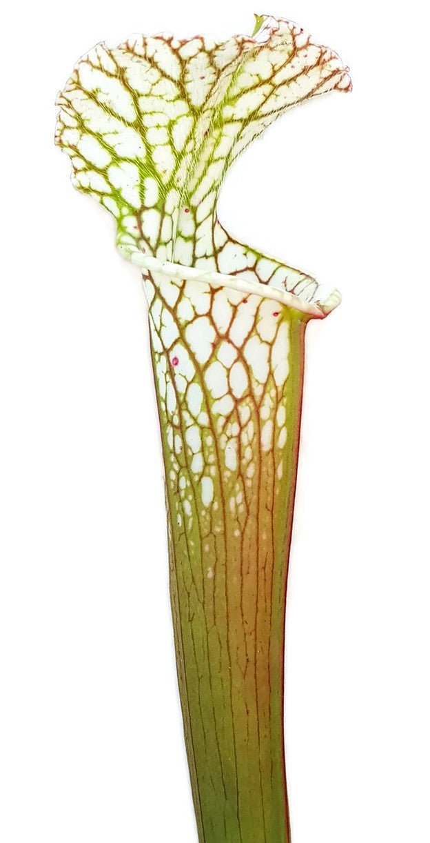 Sarracenia Leucophylla - Green &amp; White, Perido, Baldwin Co. Alabama MK L63