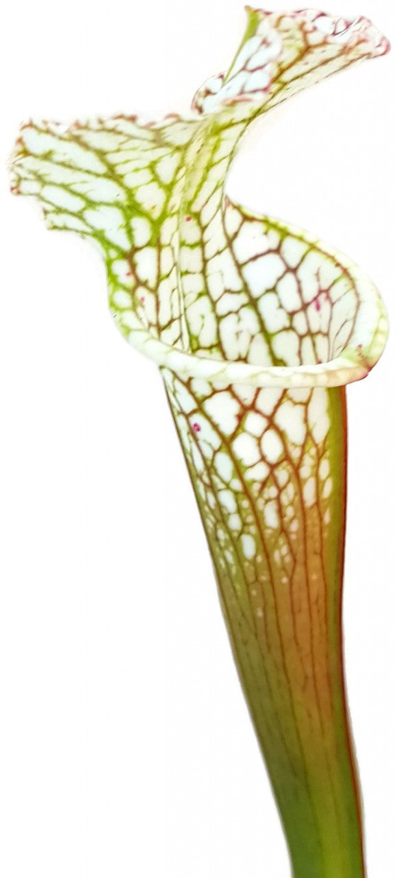 Sarracenia Leucophylla - Green &amp; White, Perido, Baldwin Co. Alabama MK L63