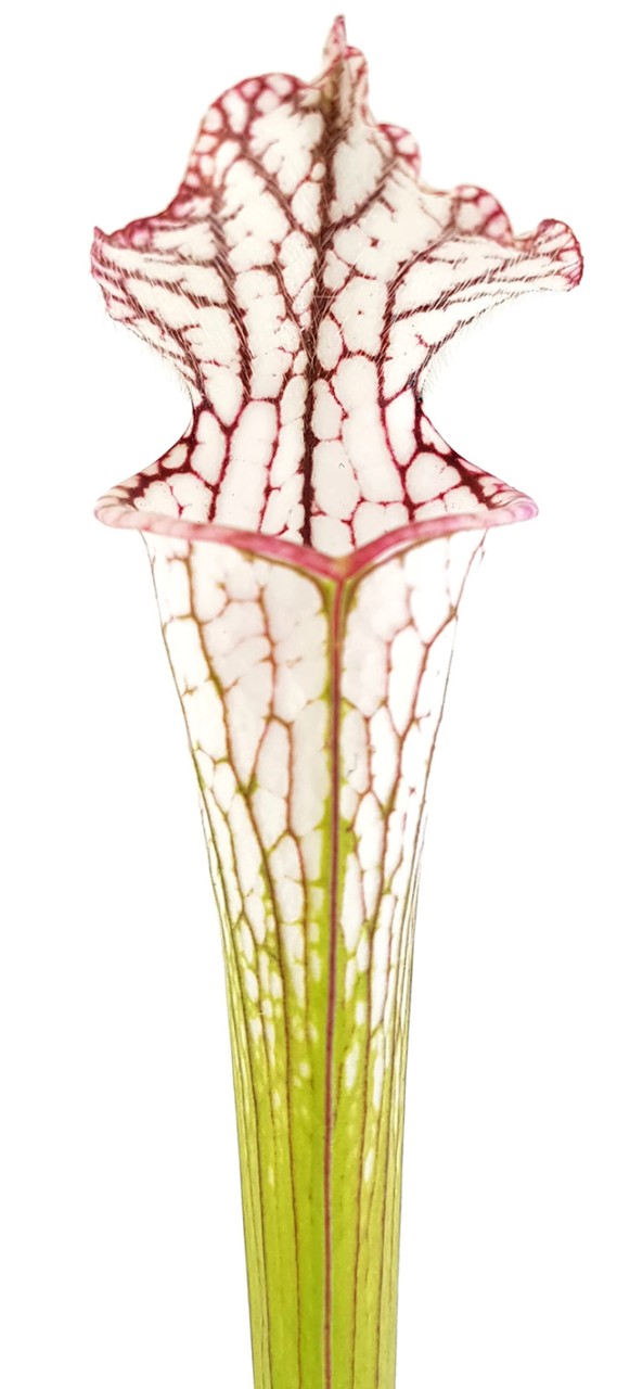 Sarracenia Leucophylla &quot;pink &amp; white&quot;