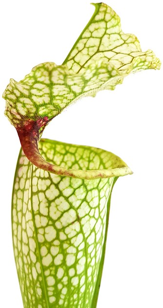 Sarracenia X Moorei "Wilkerson"s White Knight" - MK H211