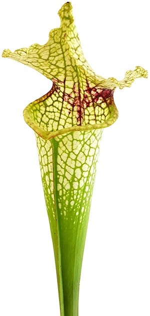 Sarracenia X Moorei "Wilkerson"s White Knight" - MK H211