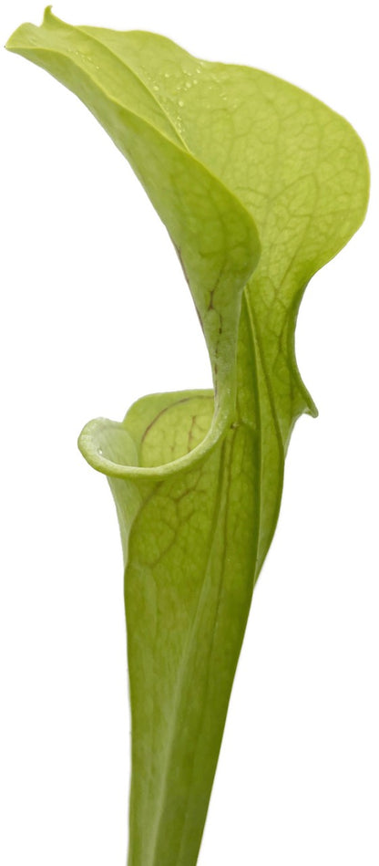 Sarracenia Oreophila