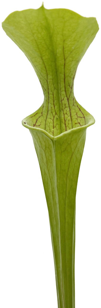 Sarracenia Oreophila