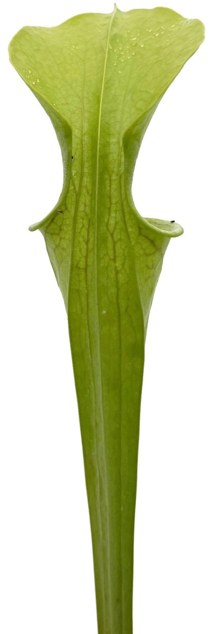 Sarracenia Oreophila