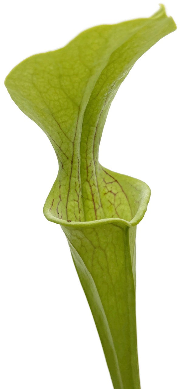 Sarracenia Oreophila