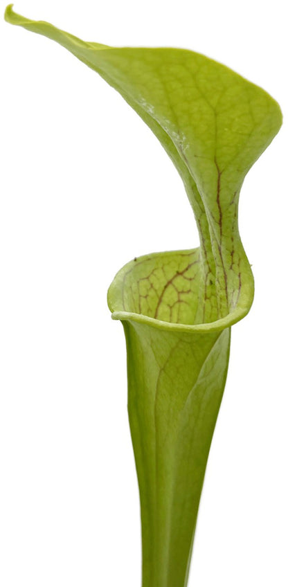 Sarracenia Oreophila