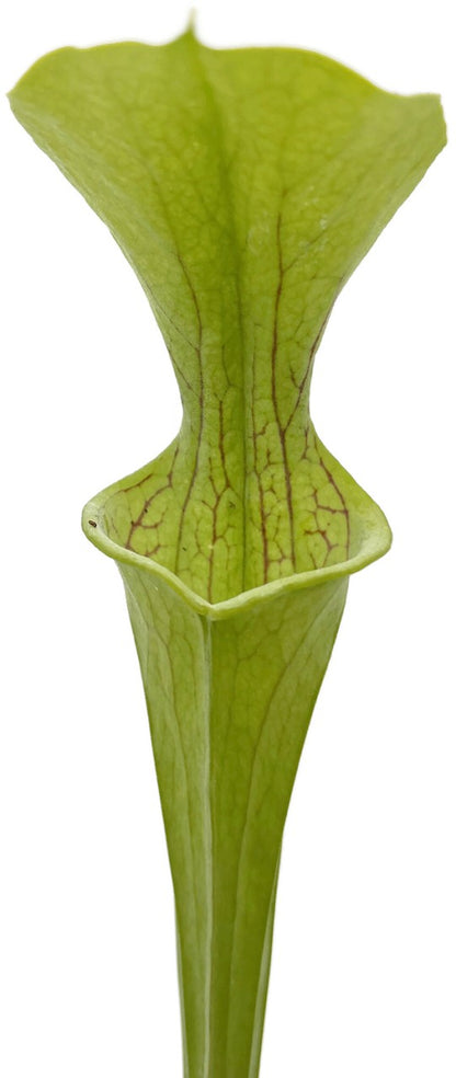 Sarracenia Oreophila