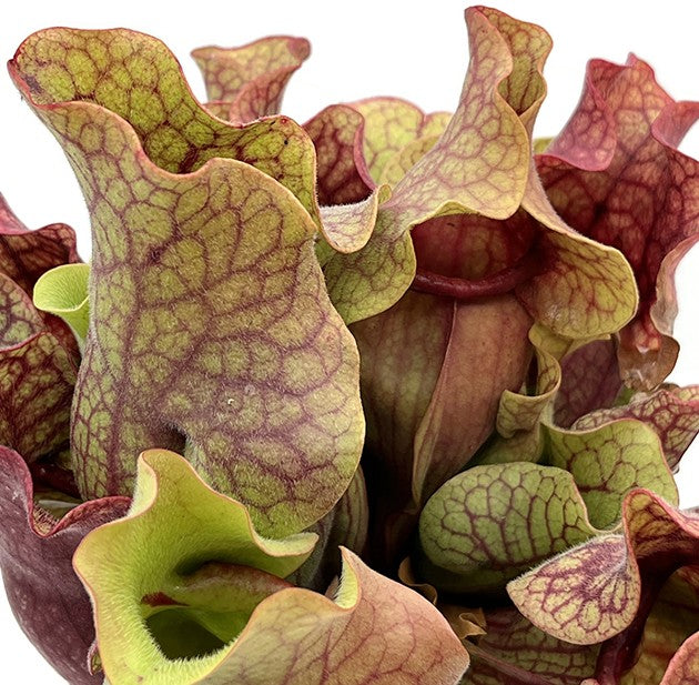 Sarracenia Purpurea ssp. Venosa