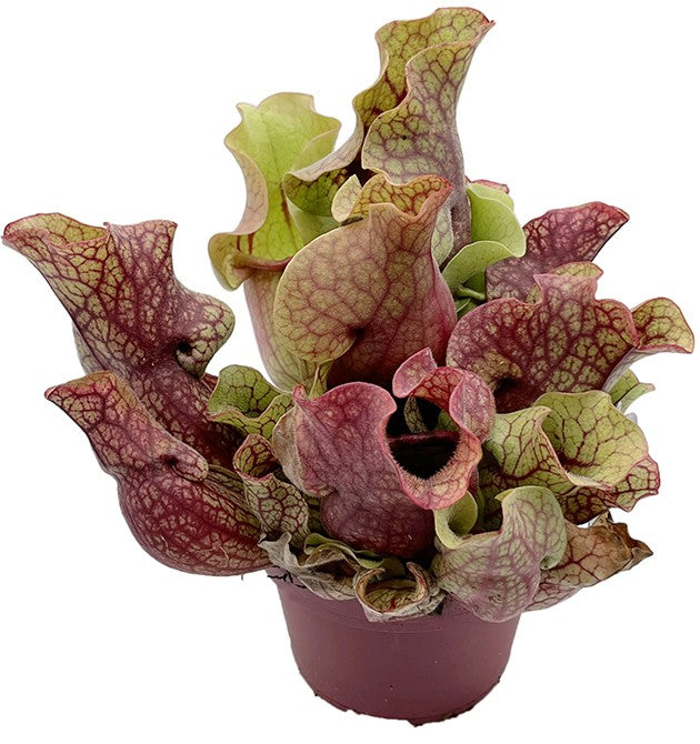 Sarracenia Purpurea ssp. Venosa