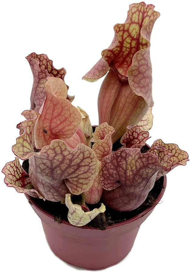 Sarracenia Purpurea ssp. Venosa &quot;Clementine&quot;