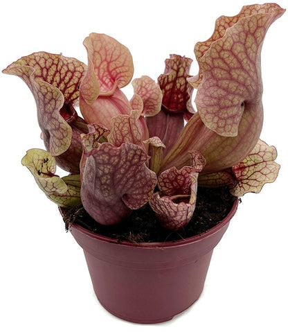 Sarracenia Purpurea ssp. Venosa &quot;Clementine&quot;