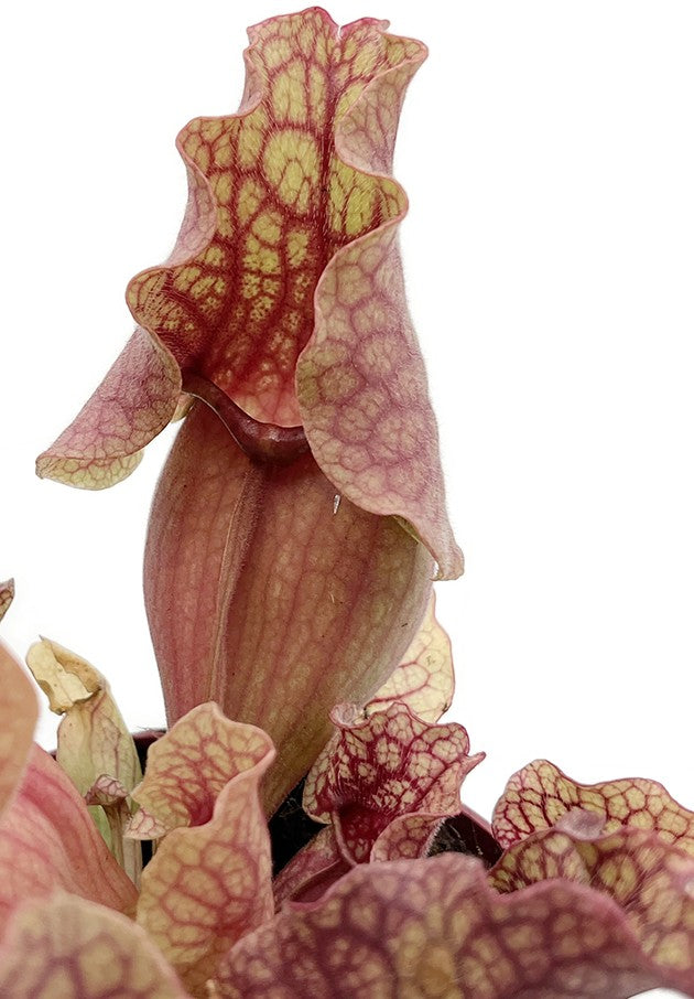 Sarracenia Purpurea ssp. Venosa &quot;Clementine&quot;