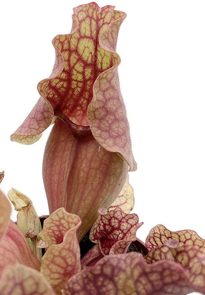 Sarracenia Purpurea ssp. Venosa &quot;Clementine&quot;