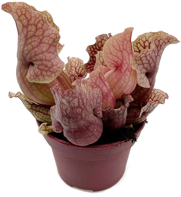 Sarracenia Purpurea ssp. Venosa &quot;Clementine&quot;