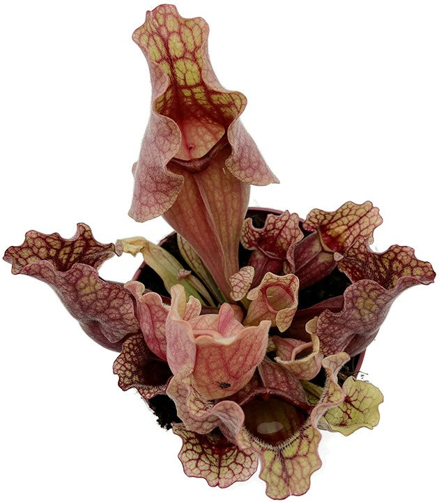 Sarracenia Purpurea ssp. Venosa &quot;Clementine&quot;