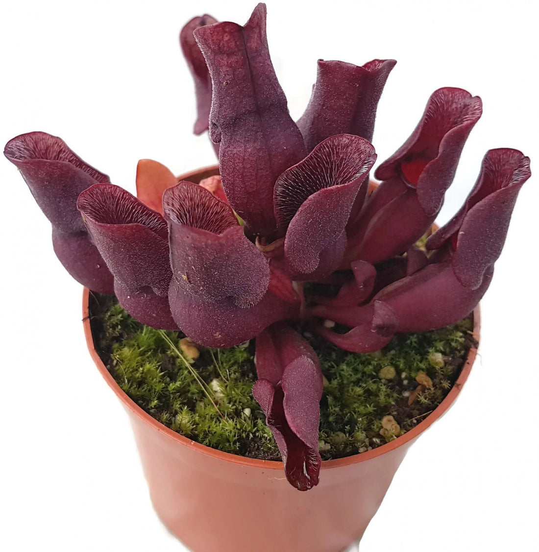 Sarracenia Purpurea ssp. Venosa &quot;Minor Black&quot; ex. Carow