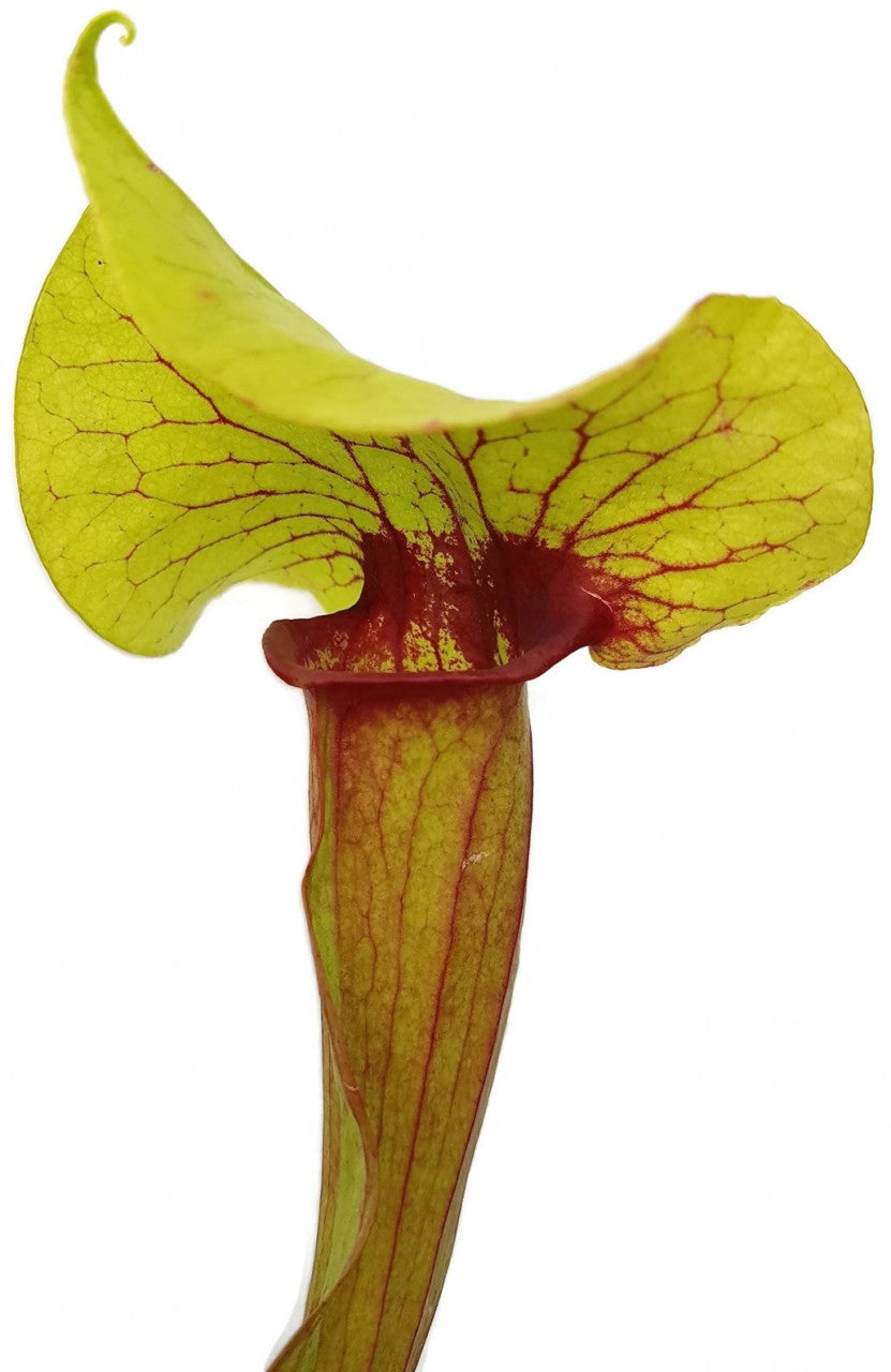 Sarracenia X Catesbaei (Flava x Puprurea)