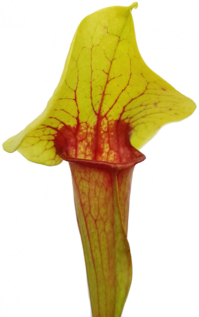 Sarracenia X Catesbaei (Flava x Puprurea)