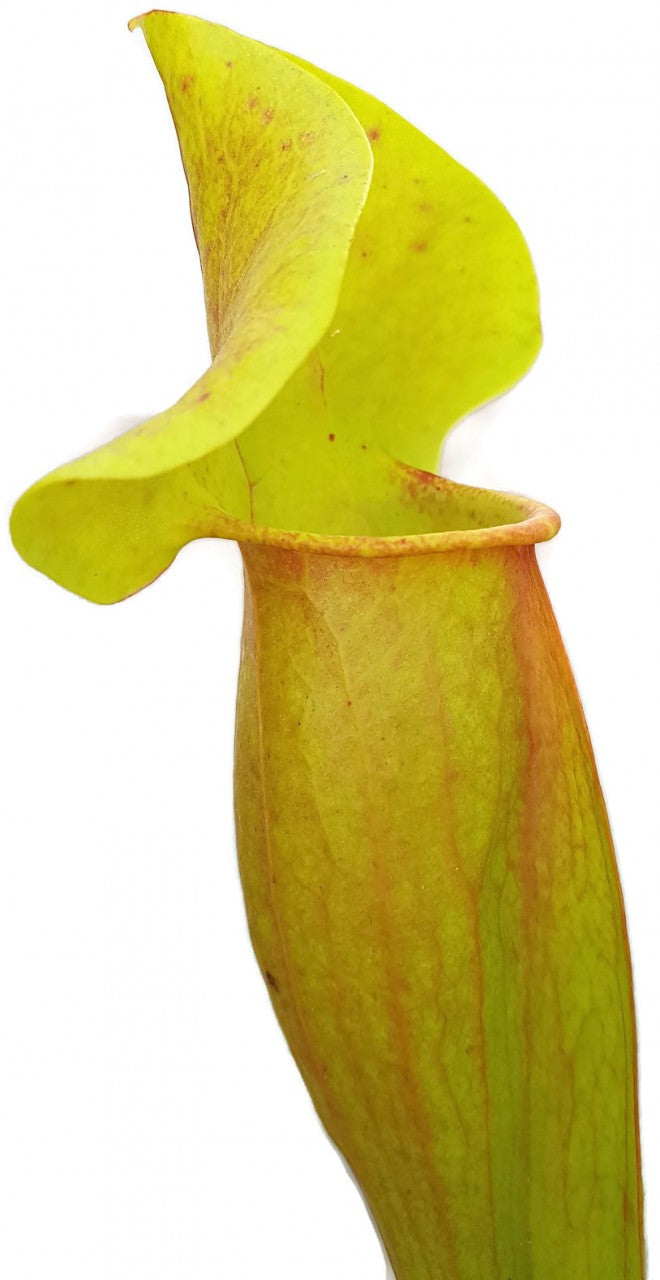 Sarracenia X Catesbaei (Flava x Puprurea) "Reverse Veins"