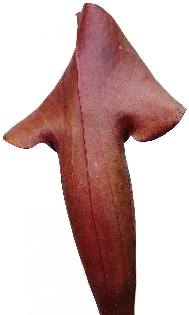 Sarracenia X Catesbaei (Flava x Puprurea) &quot;Reverse Veins&quot;