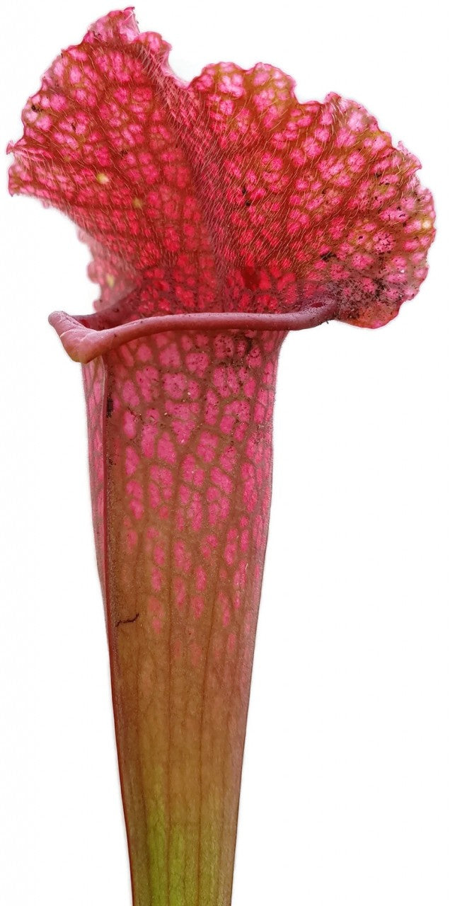 Sarracenia X &quot;Jutathip Soper&quot;