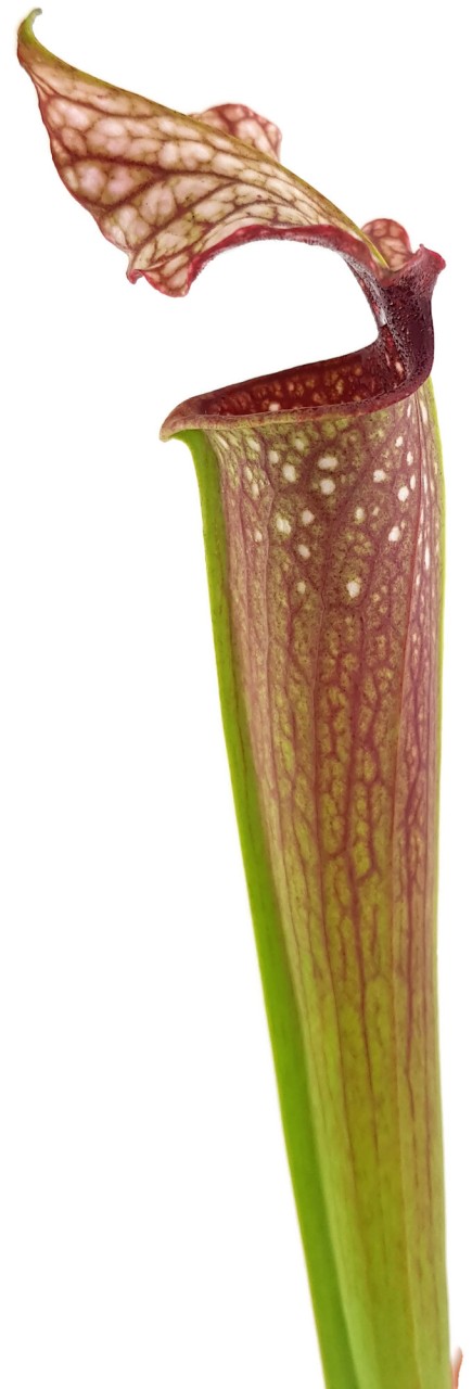 S. xAreolata (leucohylla Tall alata X alata Black Tube DeSoto) X (xMoorei Leah Wilkerson) - sg