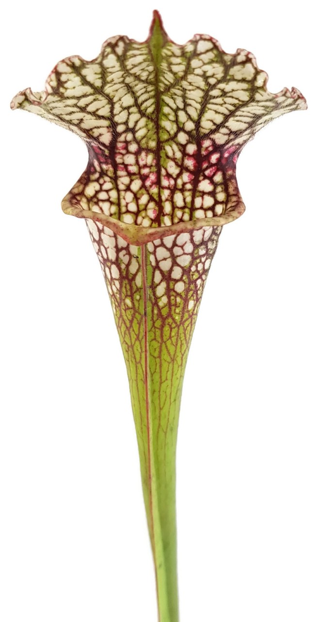 Sarracenia (x&quot;Ladies in Waiting&quot;) X (Moorei Wilkerson&quot;s White Knight) - seedgrown