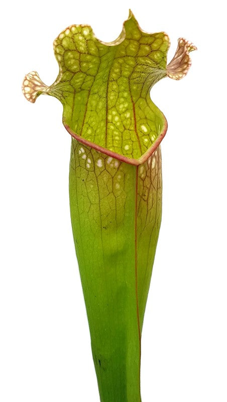 Sarracenia (xMitchelliana) X Leucophylla (Klon 3)