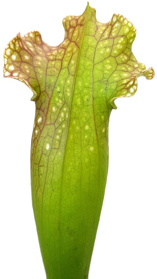 Sarracenia (xMitchelliana) X Leucophylla (Klon 3)