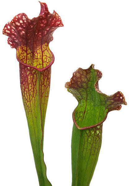 Sarracenia (xMitchelliana) X Leucophylla (Klon 3)