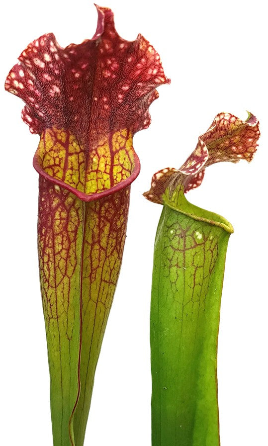 Sarracenia (xMitchelliana) X Leucophylla (Klon 3)