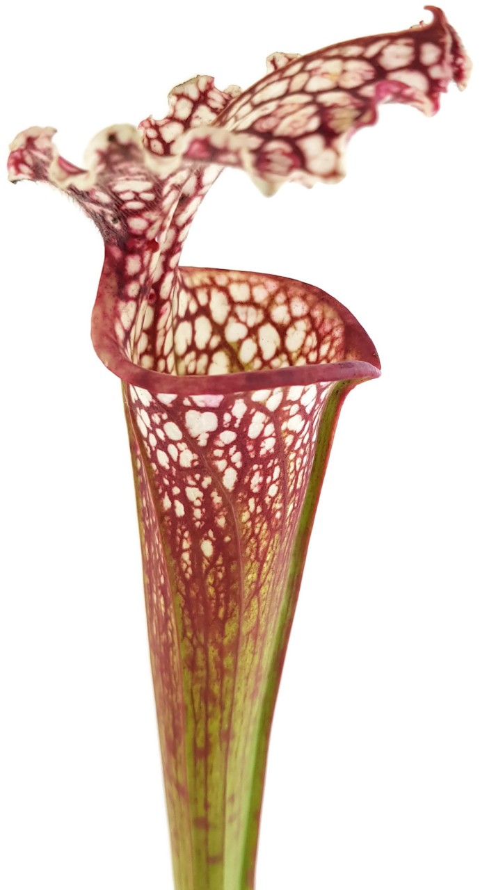 Sarracenia xMoorei Johanna X leucophylla &quot;Purple &amp; White Giant&quot; - seedgrown