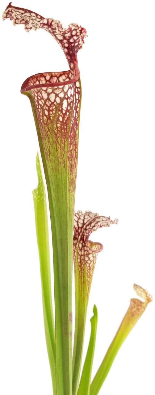 Sarracenia xMoorei Johanna X leucophylla &quot;Purple &amp; White Giant&quot; - seedgrown