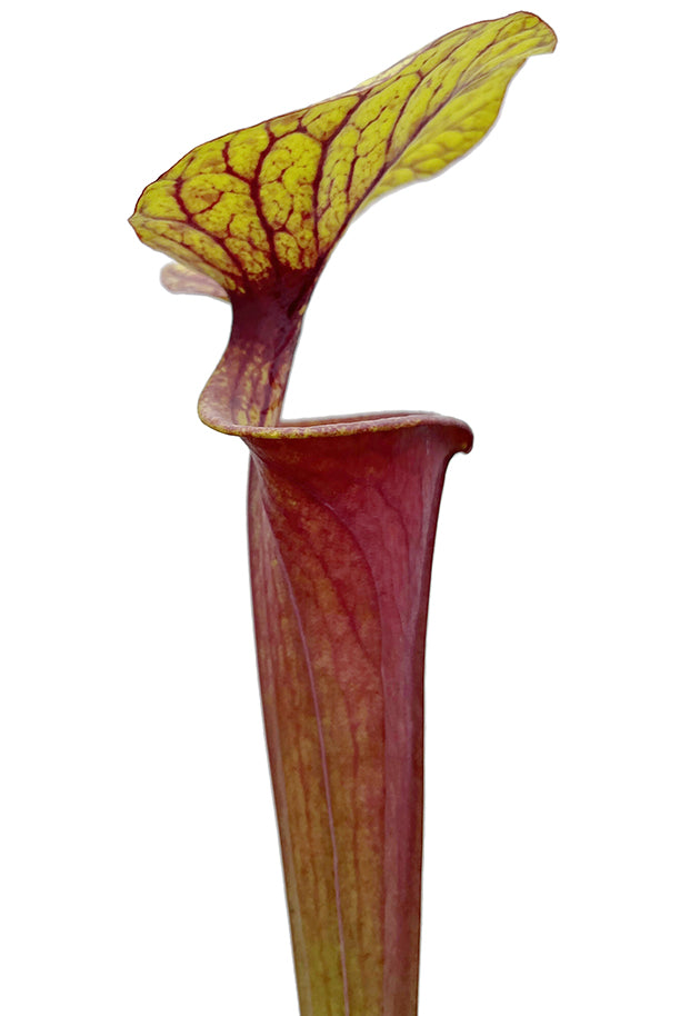 Sarracenia Flava var. rubricorpora Giant red tube, MK F21