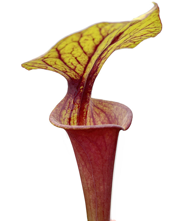 Sarracenia Flava var. rubricorpora Giant red tube, MK F21