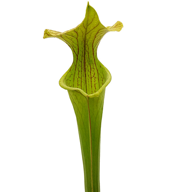 Sarracenia x &