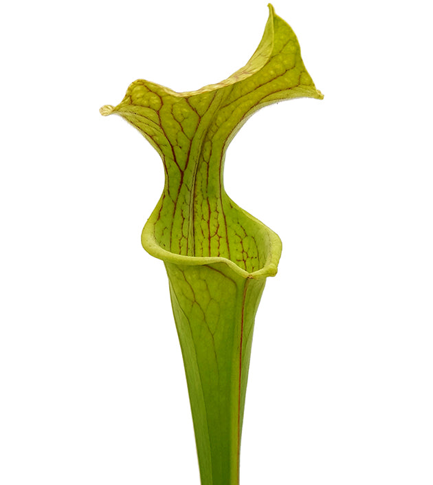Sarracenia x &