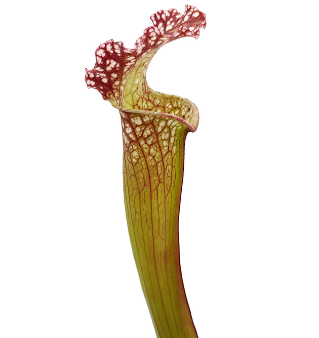 Sarracenia leucophylla "Crimson Vein" - FB