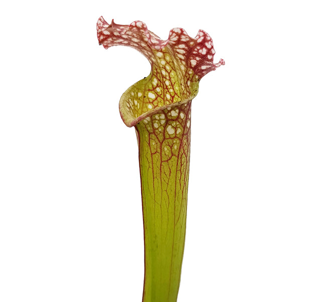 Sarracenia leucophylla "Crimson Vein" - FB