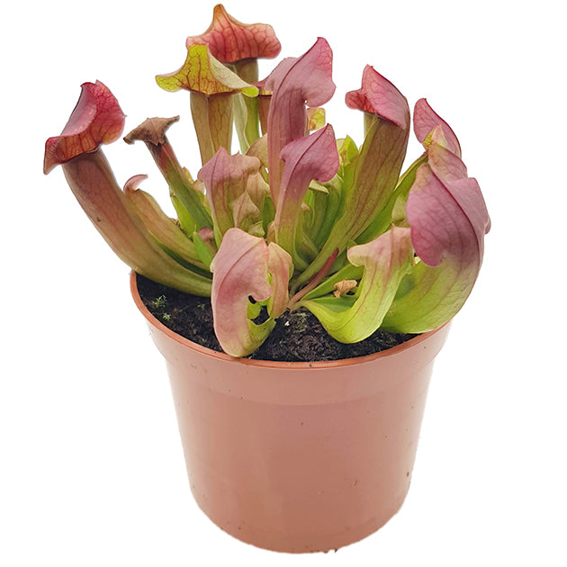 Sarracenia X &quot;Maroon&quot;