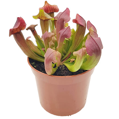 Sarracenia X &quot;Maroon&quot;