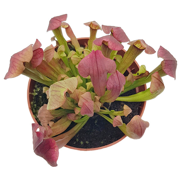 Sarracenia X &quot;Maroon&quot;
